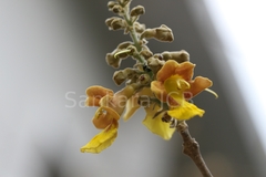Gmelina arborea